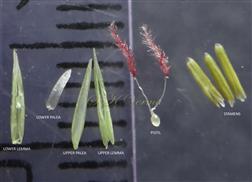  Parts of spikelet